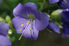 پولمونیوم ونبرانتیا - نردبان جاکوب